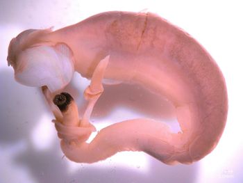 Media type: image;   Malacology 356327 Description: Specimen in ethanol;